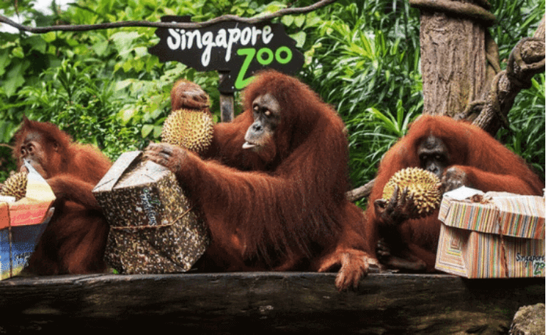 places to visit in singapore, SINGAPORE ZOO